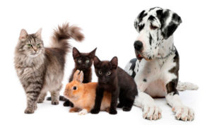 Dogs, Cats and Rabbits